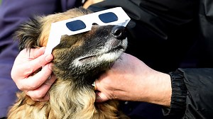 Total solar eclipse: How animals react to daylight turning dark