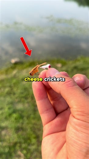 Fishing with bacon cheese crickets! #fishing #fishtok #fishingvideos | Fishing Videos