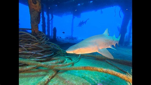 3.2K views · 46 reactions | Dive season is just aroung the corner. Book you life changing experiences now before the boats get full. | Olympus Dive Center | Facebook