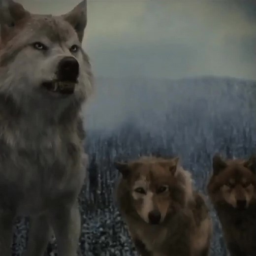 #twilightsaga #sethclearwater #leahclearwater #uleypack #quileute #viral #wolfpack #_wolfs_blood_ @_milo_wolf