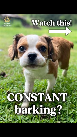 Nonstop barking can get overwhelming. Luckily, there’s a fix… The Frenchie built for calm: royalfrenchel.com | Royal Frenchel Frenchies