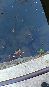 Eating whatever I catch in the Stocked Creek 🎣 #firststatefishing #fishing #fyp #fish | First State Fisher