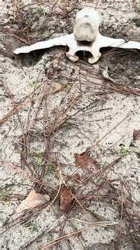 Trapping Bone Set - Using bones for sight appeal | MNAR