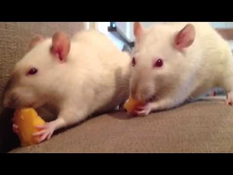 Rats eating cheese