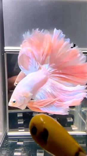 Beginners guide✅Tank mates for your🐟Betta fish || #fish #bettafish