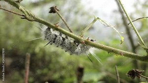 A black and white caterpillar crawls on leaves - Hickory tussock moth larva