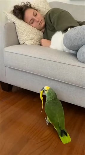 Funny Parrot Prank Gone Wrong 😹🦜 | Sleeping Woman & Cat Get a Surprise! A hidden-camera style clip captures a hilarious and unexpected moment! While a woman records from behind the camera laughing, an American woman naps peacefully on the sofa with her white cat beside her. Suddenly, a mischievous green Amazon parrot walks in holding a tiny yellow lizard in its beak. The parrot tosses the lizard right onto the sleeping woman’s face—instantly waking her and the cat, both jumping in opposite dir