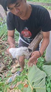 catching guinea pigs in bamboo holes #explore #fishing #fblifestyle #fyp #viral | Siska
