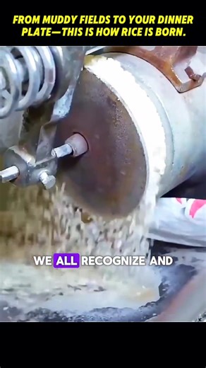 47 reactions | This is the process of planting and harvesting rice in taiwan | Lee Yumi | Facebook