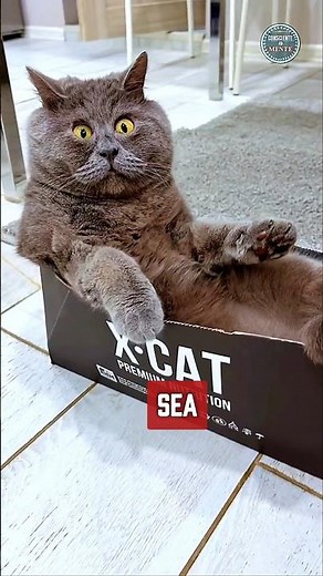 Are there cats with Down syndrome? 🐱 The truth no one tells you. #animal #cat