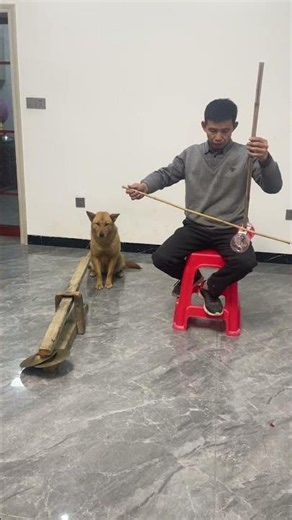 Let's perform a [Good Days Dj] for everyone.#funny #pets #cute #adoreble #cutedog