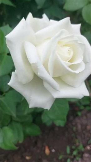 The Beauty of a Pure White Rose 🤍 #rose #gardenlife #flowergarden