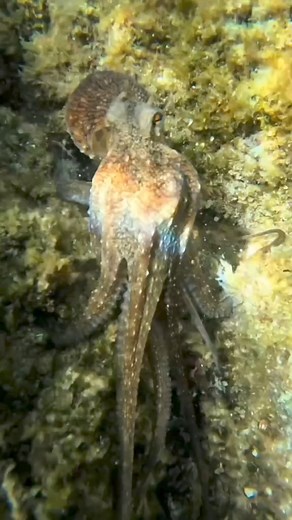 Octopus vs crab🦀 . . . #fbreelsvideo #viral #underwaterlife #octupus #viralreels #RenzSpearfishing | Renz Spearfishing