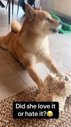 Miya’s Reaction to Her New Toy: Love or Hate?