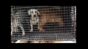 40K views · 1.8K reactions | As our rescue team races into the Midwest to save 80-100 dogs, National Mill Dog Rescue founder Theresa Strader shares what it's like inside a typical puppy mill. | National Mill Dog Rescue | Facebook