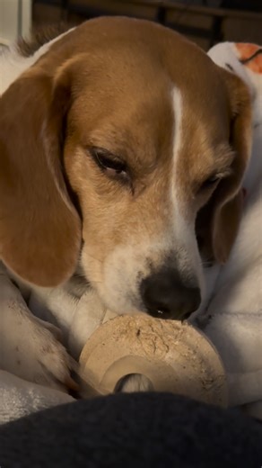 They are loving these new Woof toys! 💗😭 I can’t gain their attention until they are ready for cuddles since they got them! #Corgi #beagle #dogs #dogsoftiktok #FYP | Buster Brown and Sebastian Tator