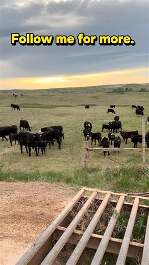 Cows and Calves at Sunrise in North Dakota 🌅🐄