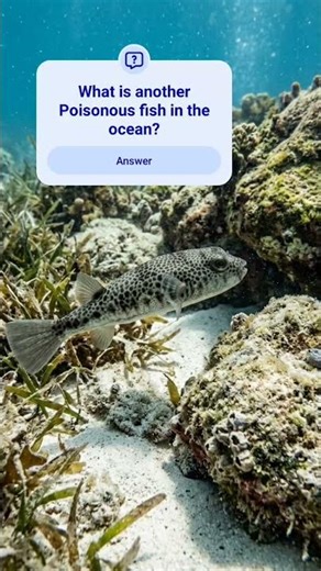 Nature Fact: Poisonous Common Toadfish