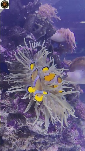 “One Splash Changes Everything 🐟 | The Hidden Life of Fish | fish