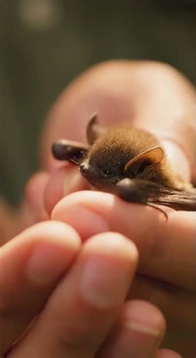 The World’s Smallest Bat, Held Gently 🦇🤍