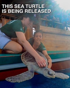 2.4K reactions · 324 shares | Get 40% off during our Cyber Monday Sale   The Sea Turtle Legend Bracelet helps to save injured sea turtles and remove plastic ghost nets from the ocean. ➕ Each bracelet comes with a code to track your sea turtle’s journey to recovery! Shop Now: https://legendbracelet.com | Follow Your Legend | Facebook