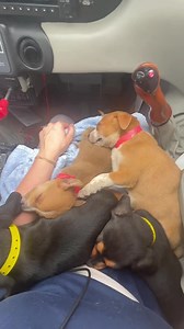 ✈️… first class puppy rescue flight …🐾 🎥 by cass.bergeronn (IG) … my dear Cassandra, when i ever have to hire a pilot again, you will always be my first choice. Thank you so much 💜 … please follow her IG and support the amazing rescue mission of Pilots To The Rescue … 🙏🏼 #lovedogs #givemeyourvoice #puppylove #dog #animalrescue #dogoftheday #puppy #doglovers #doglife #doggo #rescue #dogsofinstagram #puppies #puppylife #dogs #doglover #instadog #dogstagram #doggy #Hund #chien #perro | Give Me