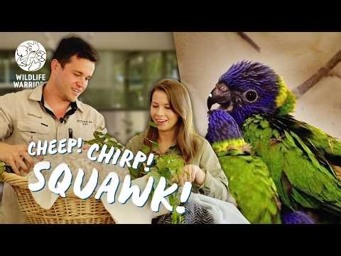 Meet Our Noisiest Patients | Bindi Irwin & Chandler Visit Australia Zoo Wildlife Hospital Patients