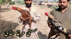aseel murga mandi ｜ Mainwali aseel murga mandi ｜ Multan aseel murga mandi | Musa Kaleem Leghari