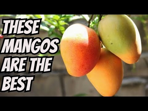 Our Favorite Mango Varieties