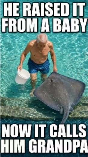 This Old Man Raised a Giant Stingray Since It Was a Baby — Now It Treats Him Like Grandpa #shorts