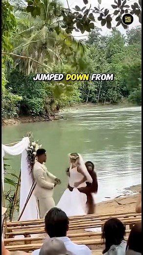 Monkey kidnaps the bride  #weddingfails #monkeychaos #briderescue #funnymoments #WildlifeComedy #fbreels2025ツ #reelschallenge #viralreelschallenge #trendingreel | WTFact Files | Facebook