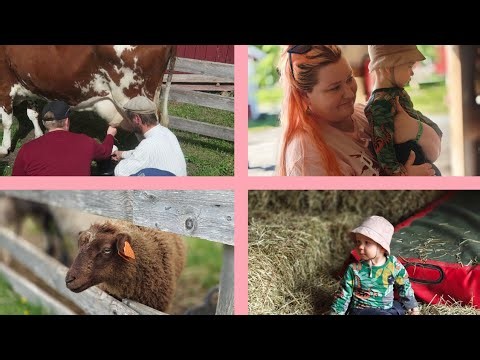 Viikonloppu landella | MuuMaa, Koivuniemen Herra 🐄🐑