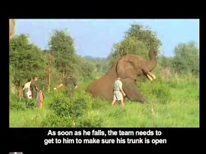 50/50 - Tracking Duke the Elephant