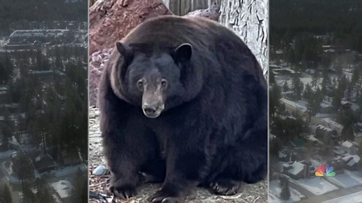 Authorities on lookout for massive bear invading California community