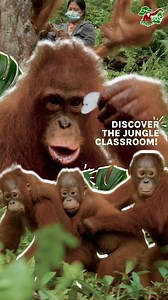 #JungleCuts Discover the Jungle Classroom! In Forest School, orangutans embark on an incredible learning journey. From climbing trees and foraging for food to building cozy nests, every lesson is a step towards independence. Our dedicated team ensures these young adventurers master the skills they need to thrive in the wild. Help support their education and future by getting involved today! And don't forget you can catch their stories on #OrangutanJungleSchool! #HabitatTerjagaOrangutanLestari #J