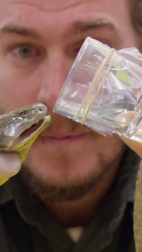 The master snake handler gives life-saving tips! 🐍 #reels #snakes #animalwrangling #deadlyanimals #venomous #zookeepers | Untamed