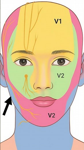 Sensory Supply of the Face: In 60 Seconds #anatomyshorts #anatomy