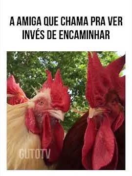 Galinhas fofoqueiras deliberam #animaisdublados #memes #humor #comediaanimal