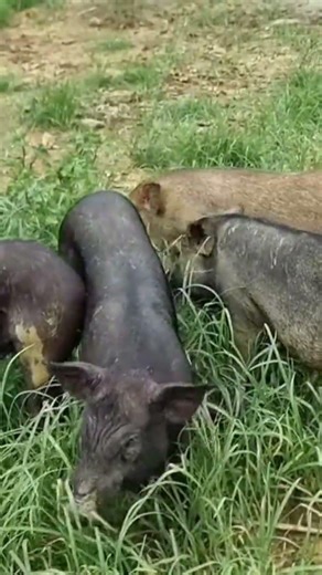 pig farming #shortvideo #pigfeed #villagelife #vlog