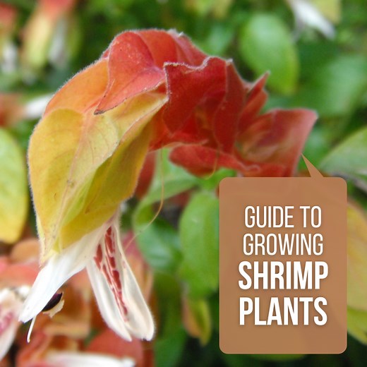 How to Grow and Care for Shrimp Plants (Beloperone Guttata)