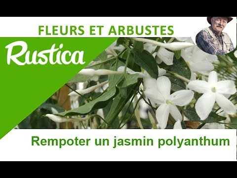 White winter jasmine (Jasminum polyanthum)