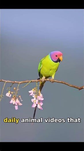 🔥🔥A Plum headed parakeet 😭 #shorts