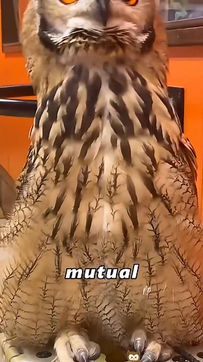 An owl and a woman: the ultimate friendship goals! #animalphotos #foryou #cute #us #love | Curious Hub