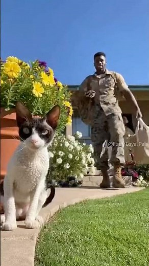 😺 🐈‍⬛ Jumping Devon Rex welcomes Marine! #cat