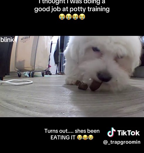 Top Easiest Dogs to Potty Train for New Owners