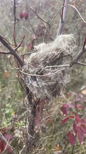 Mouse nest in birds nest