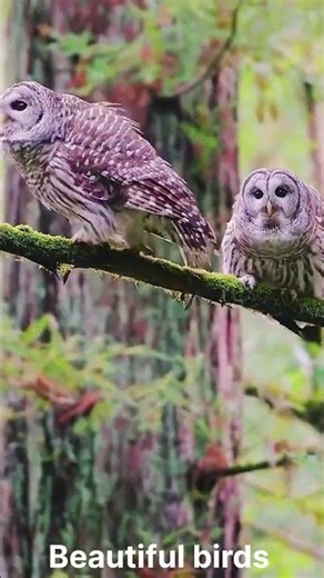 Beautiful birds sounds #birds #beautifulbirds#differentbirds #virelvideo