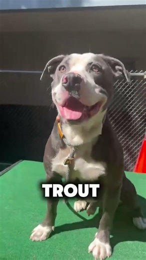 POV: Your shelter has been naming dogs for over 20 years…