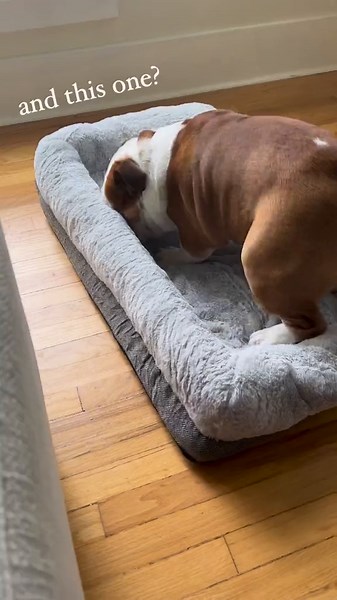 New Crate Bed Unboxing for English Bulldog