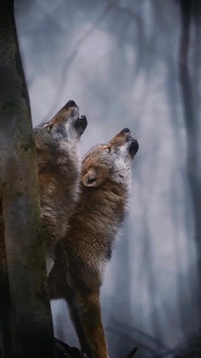 Howling 🐺 | Freaking Wolves